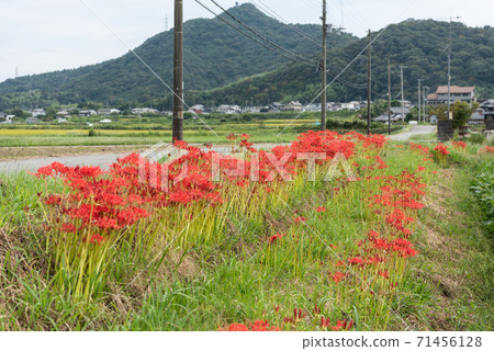 Row of cluster amaryllis Row of cluster amaryllis 71456128