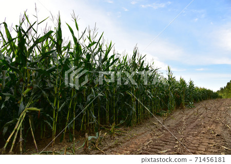 Young corn plants in a field. Maize or sweetcorn plants background. Cornfield texture.  71456181