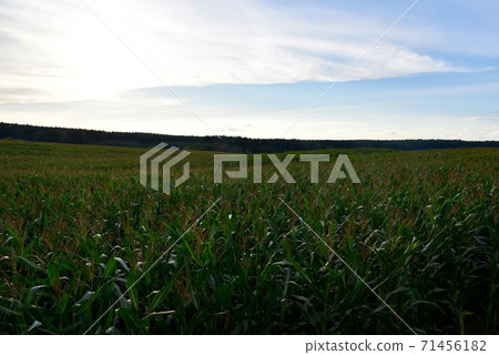 Young corn plants in a field. Maize or sweetcorn plants background. Cornfield texture. Young corn plants in a field. Maize or sweetcorn plants background. Cornfield texture. 71456182