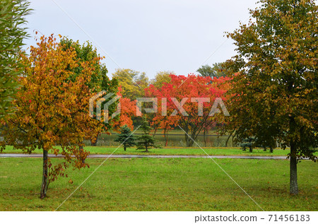 Trees with bright red and yellow leaves in a city park. Rainy cloudy weather. Trees with bright red and yellow leaves in a city park. Rainy cloudy weather. 71456183