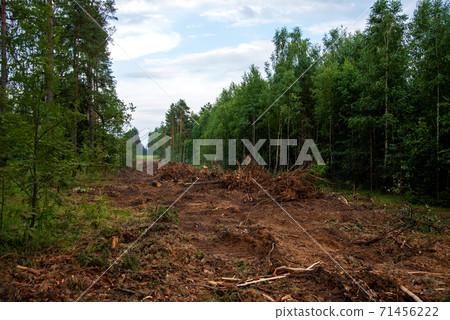 Large quantity of cut and stacked spruce timber in forest for transported. Large quantity of cut and stacked spruce timber in forest for transported. 71456222