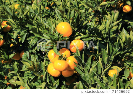 Setonai mandarin orange Setonai mandarin orange 71456692