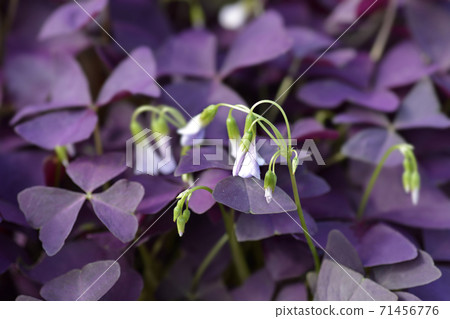 Purple shamrock Mijke 71456776
