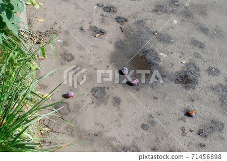 purple plums dropped from tree on the asphalt in the city 71456898