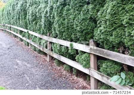 Wooden fence next to thuja along the road. 71457234
