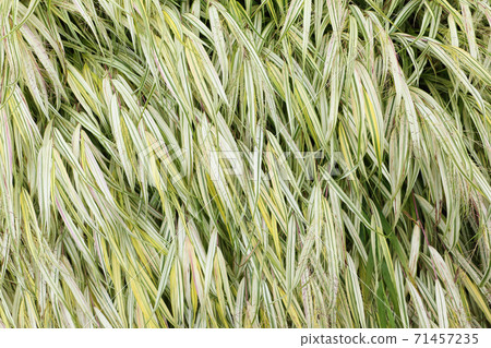 Green decorative grass, background 71457235