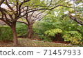 鳥居永田公園的老樹 71457933