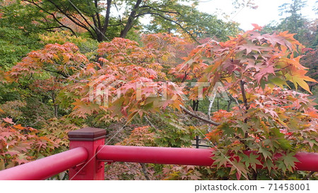 被楓花園治愈 被楓花園治愈 71458001