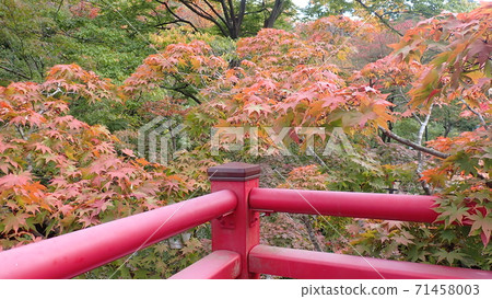 Red balustrade of maple garden Red balustrade of maple garden 71458003