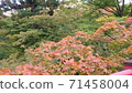 彌彥的三味花園 71458004