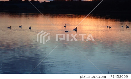 天鵝被夕陽照亮 天鵝被夕陽照亮 71458009