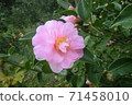 粉紅山茶花 71458010