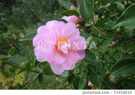 Pink mountain tea flowers Pink mountain tea flowers 71458010