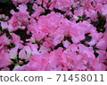杜鵑花新品種 71458011