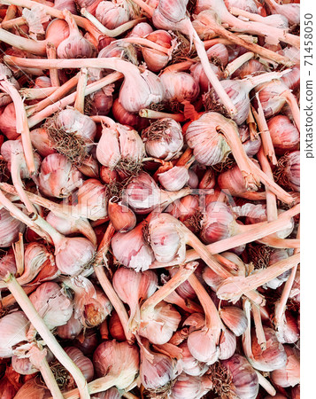 lots of ripe garlic to eat as a background lots of ripe garlic to eat as a background 71458050