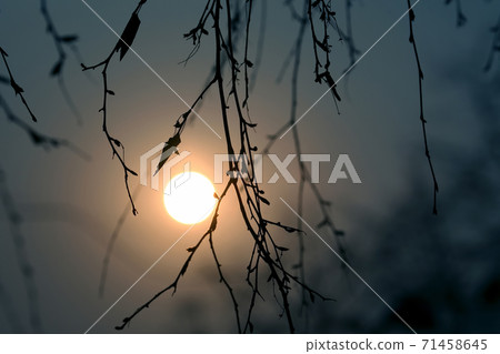 the outline of the branches of a tree at sunset the outline of the branches of a tree at sunset 71458645