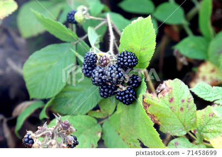 Fresh berry blackberry on a bush in nature 71458699