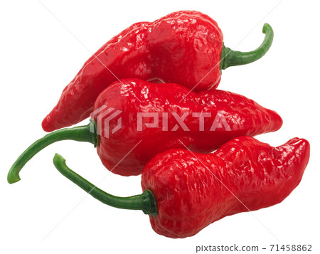 Bhut Jolokia ghost chili peppers (Capsicum frutescens x Capsicum chinense hybrid),  isolated 71458862