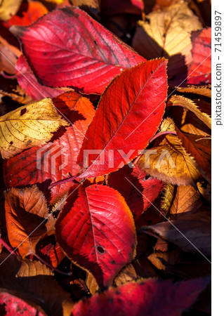 落葉染成紅色 71459897