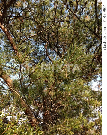 松樹 松樹 71459904