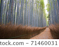 Bamboo forest in Arashiyama 71460031