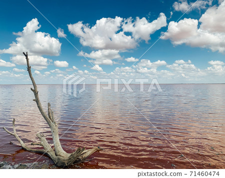 landscape pink salt lake and blue sky with clouds 71460474