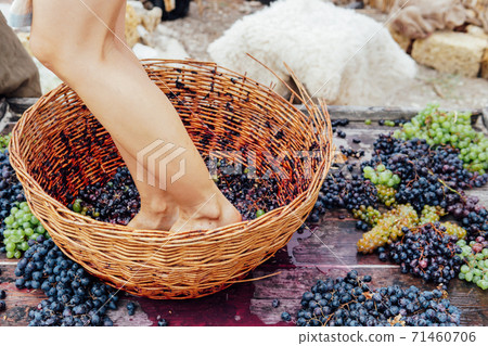 Woman crushes feet of grapes to make wine Woman crushes feet of grapes to make wine 71460706