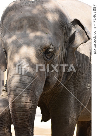 亞洲大象 71462887