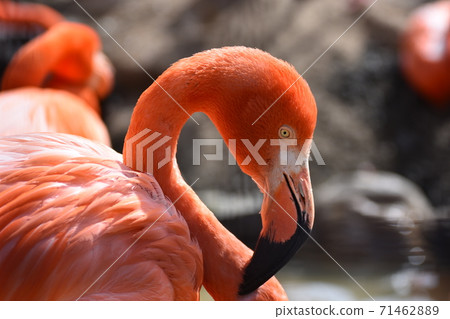 Beni Iro Flamingo 71462889