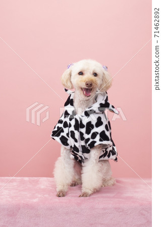 Smile toy poodle Smile toy poodle 71462892