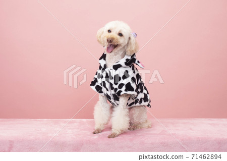 微笑玩具貴賓犬 71462894