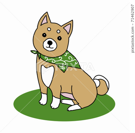 柴犬狗坐在草地上 71462907