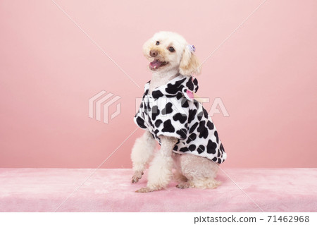微笑玩具貴賓犬 71462968