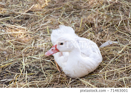 Lying down white duck on straw background Lying down white duck on straw background 71463001
