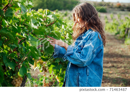 Beautiful fashionable woman in denim jacket and dress in a field of vineyards Beautiful fashionable woman in denim jacket and dress in a field of vineyards 71463487