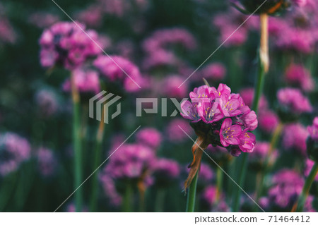 Close-up of some tiny pink flowers of armeria maritima 71464412