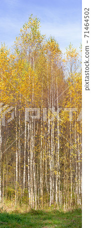 Birch trees forest in autumn sunny day 71464502