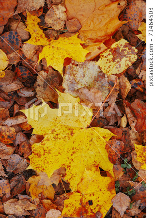 Dry golden maple oak leaves fade autumn Dry golden maple oak leaves fade autumn 71464503