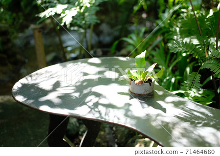 green leaves plant in pot decorating on chair in garden green leaves plant in pot decorating on chair in garden 71464680