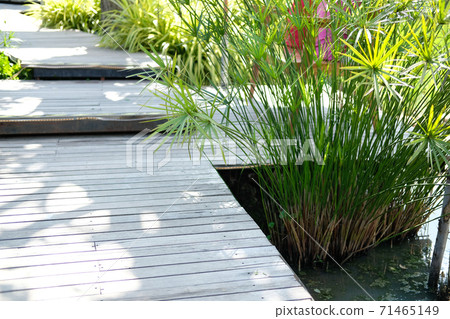 papyrus leaves plant growing in pond beside wooden walkway 71465149