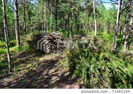 Large quantity of cut and stacked spruce timber in forest for transported. Large quantity of cut and stacked spruce timber in forest for transported. 71465284