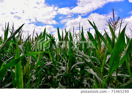 Young corn plants in a field. Maize or sweetcorn plants background. Cornfield texture. Agricultural  71465299