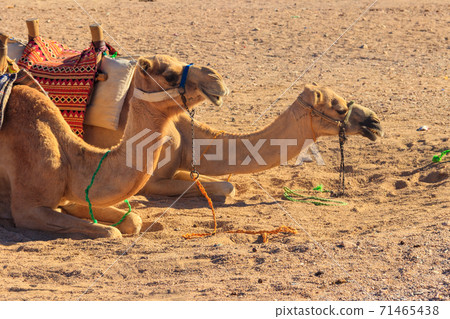 Camels with traditional bedouin saddle in Arabian desert, Egypt Camels with traditional bedouin saddle in Arabian desert, Egypt 71465438
