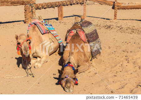 Camels with traditional bedouin saddle in Arabian desert, Egypt Camels with traditional bedouin saddle in Arabian desert, Egypt 71465439