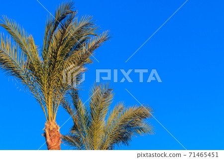 Palm tree on the blue sky background Palm tree on the blue sky background 71465451