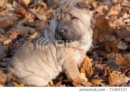 Puppy shar-pei is sitting on the autumn foliage. Puppy shar-pei is sitting on the autumn foliage. 71465537