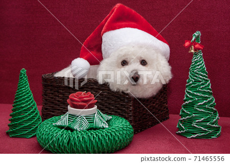 Bichon frise in santa claus hat in wicker basket. 71465556