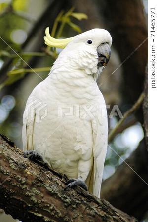 white parrot 71465771