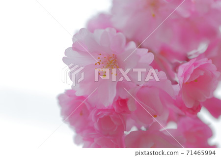 Pink cherry blossoms sky back 71465994