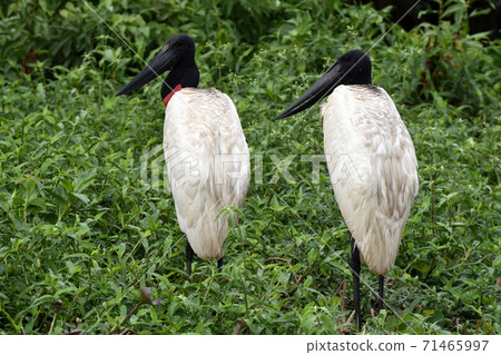 Jabiru (Pantanal, Brazil) 71465997